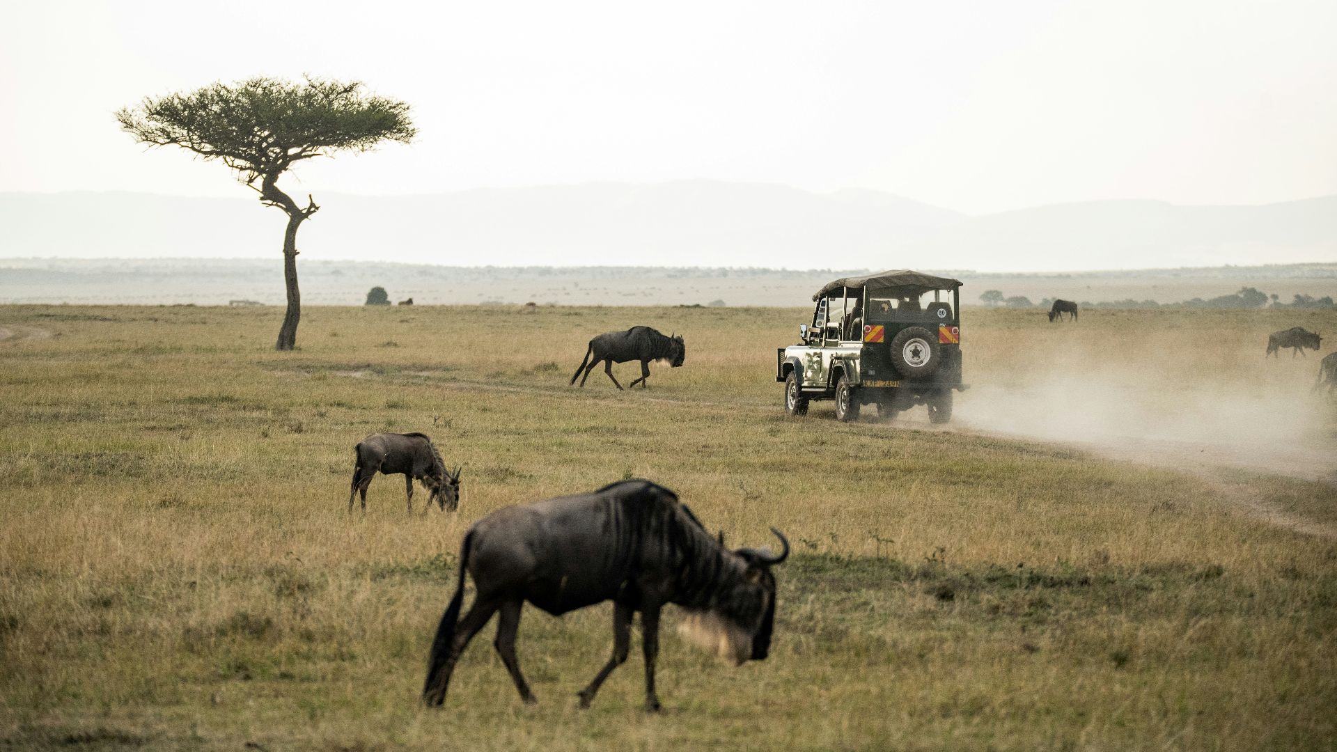 wildebeest on open field