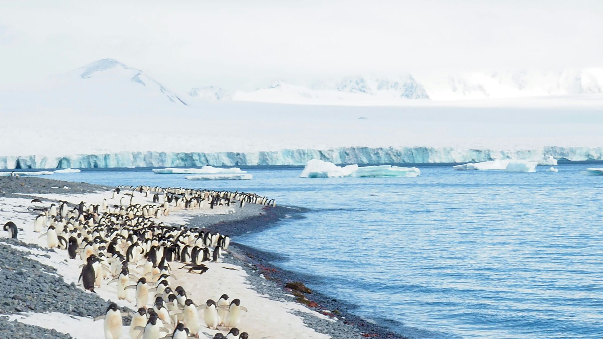 penguins on white sand beach during daytime