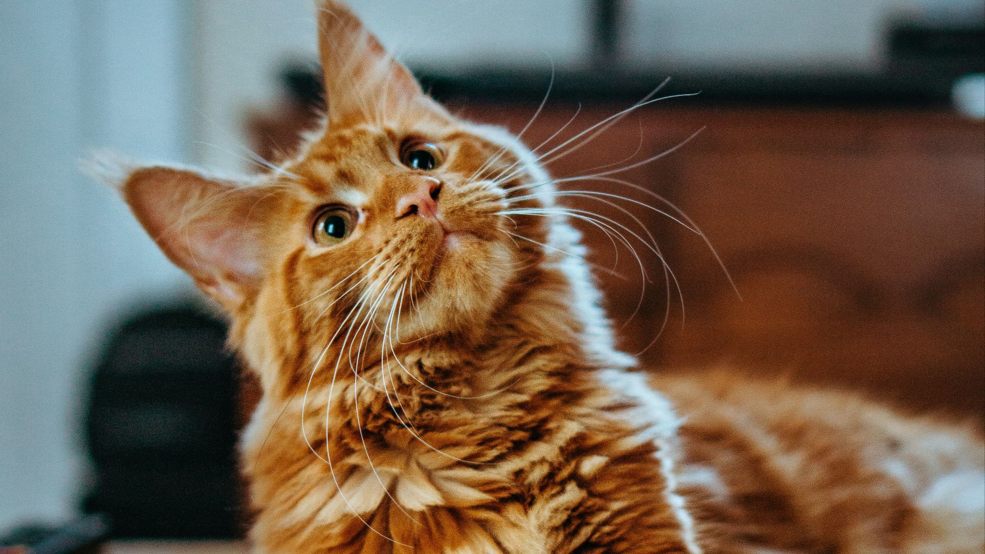 selective focus photography of orange and white cat on brown table