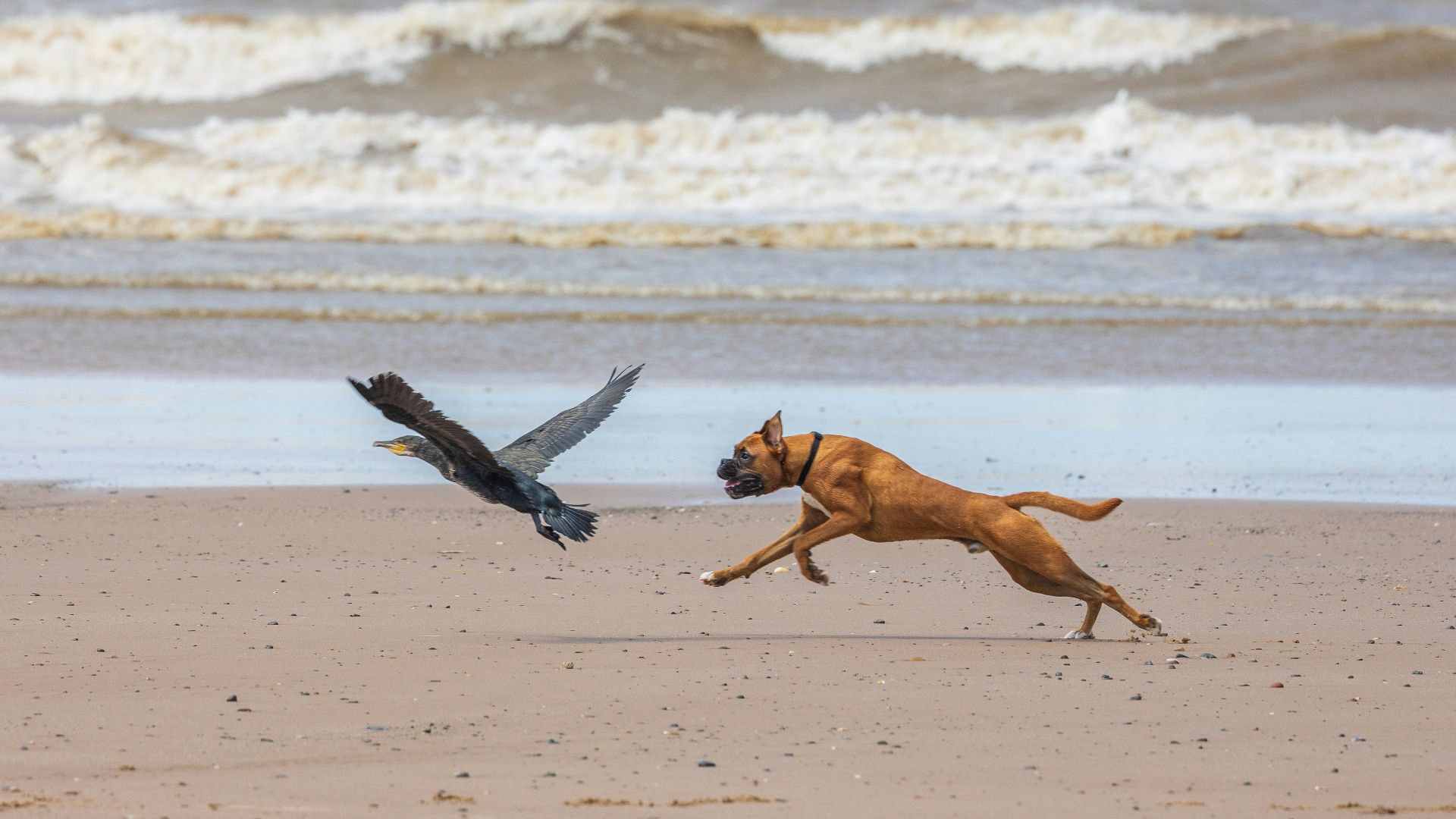 a dog chasing a bird on the beach