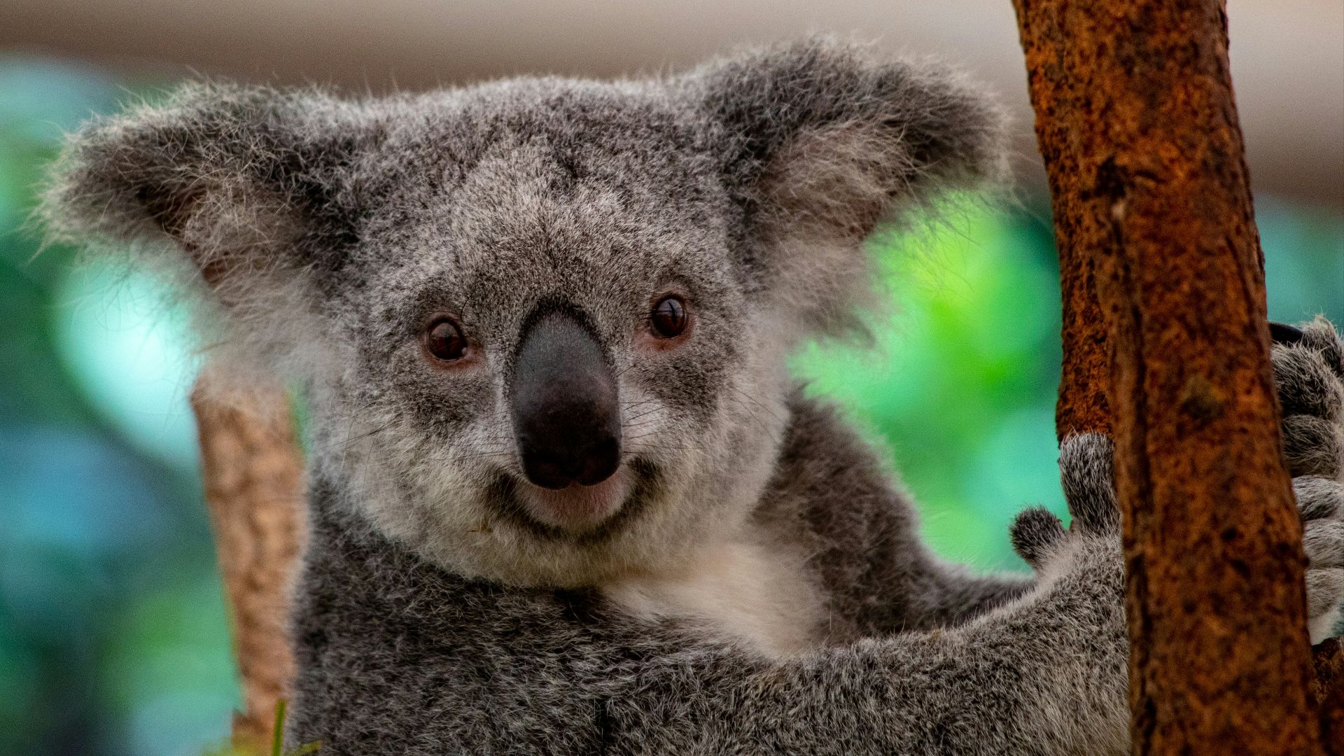 gray and white koala