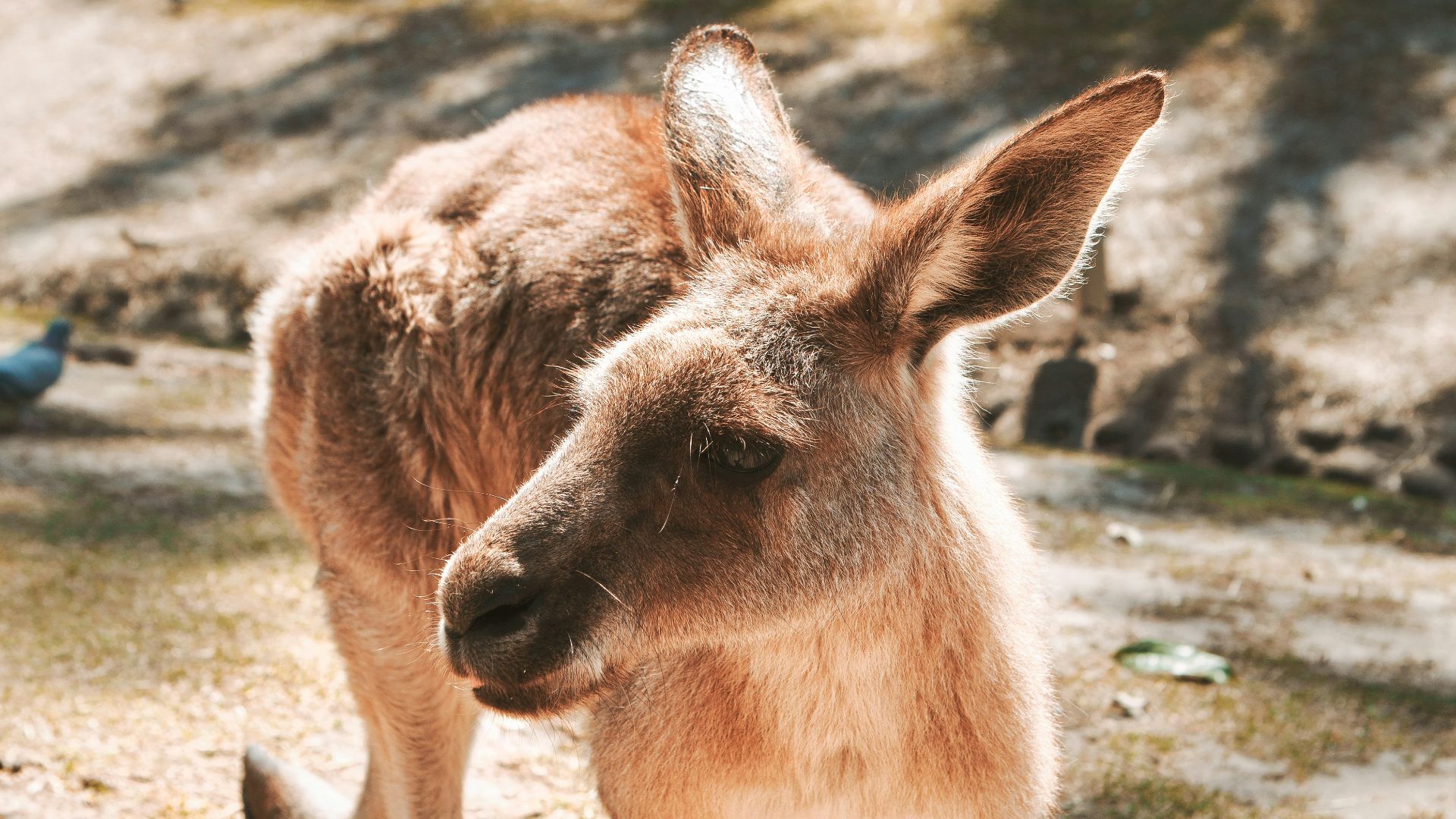brown kangaroo on gray sand during daytime