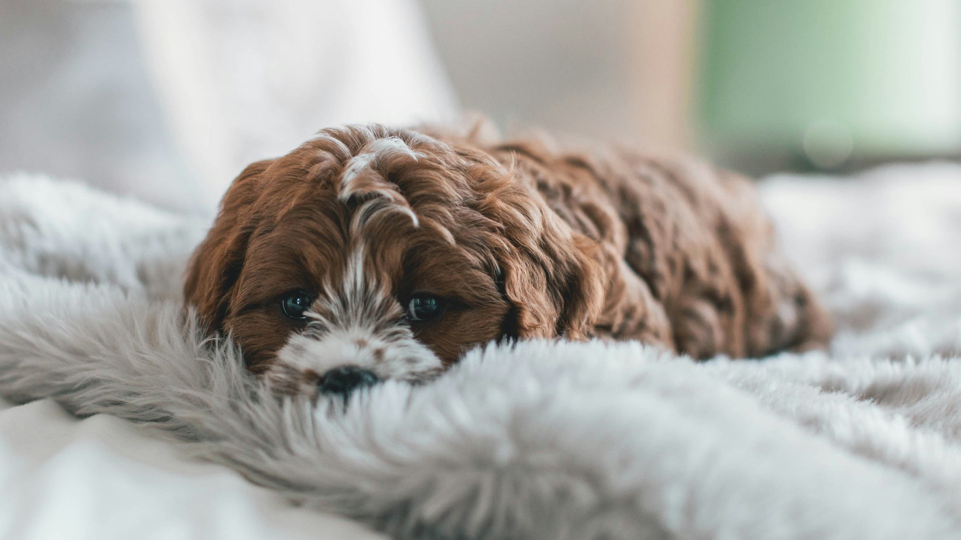 brown puppy on bed