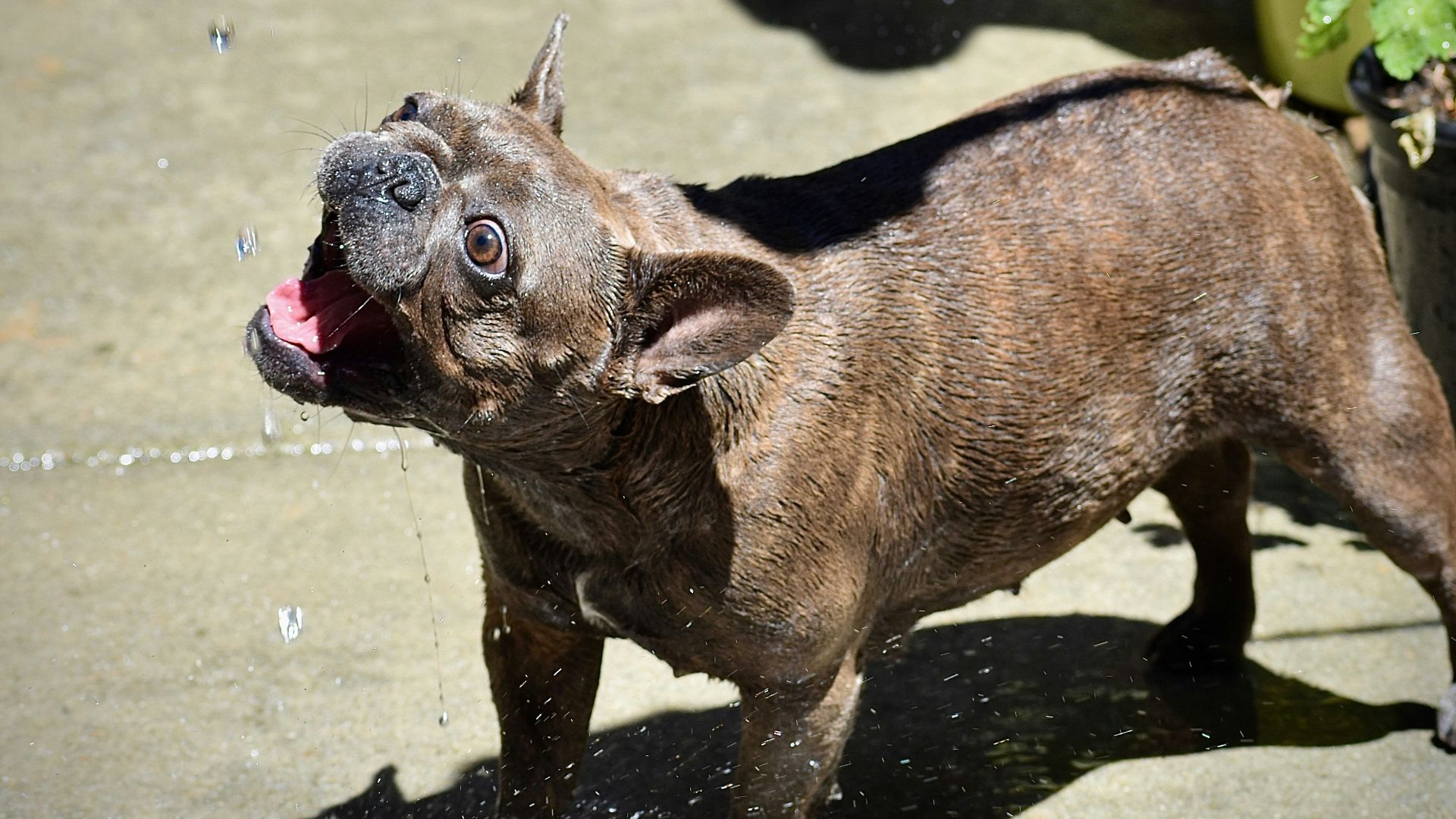 brown short coated dog on water during daytime
