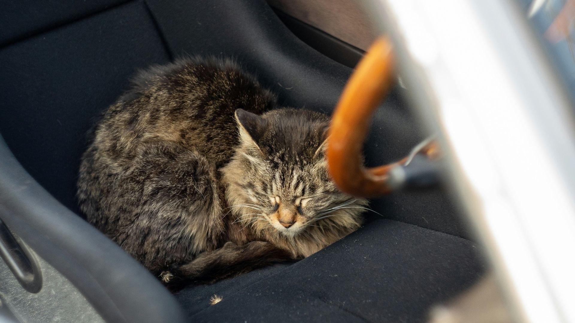 brown tabby cat on car seat
