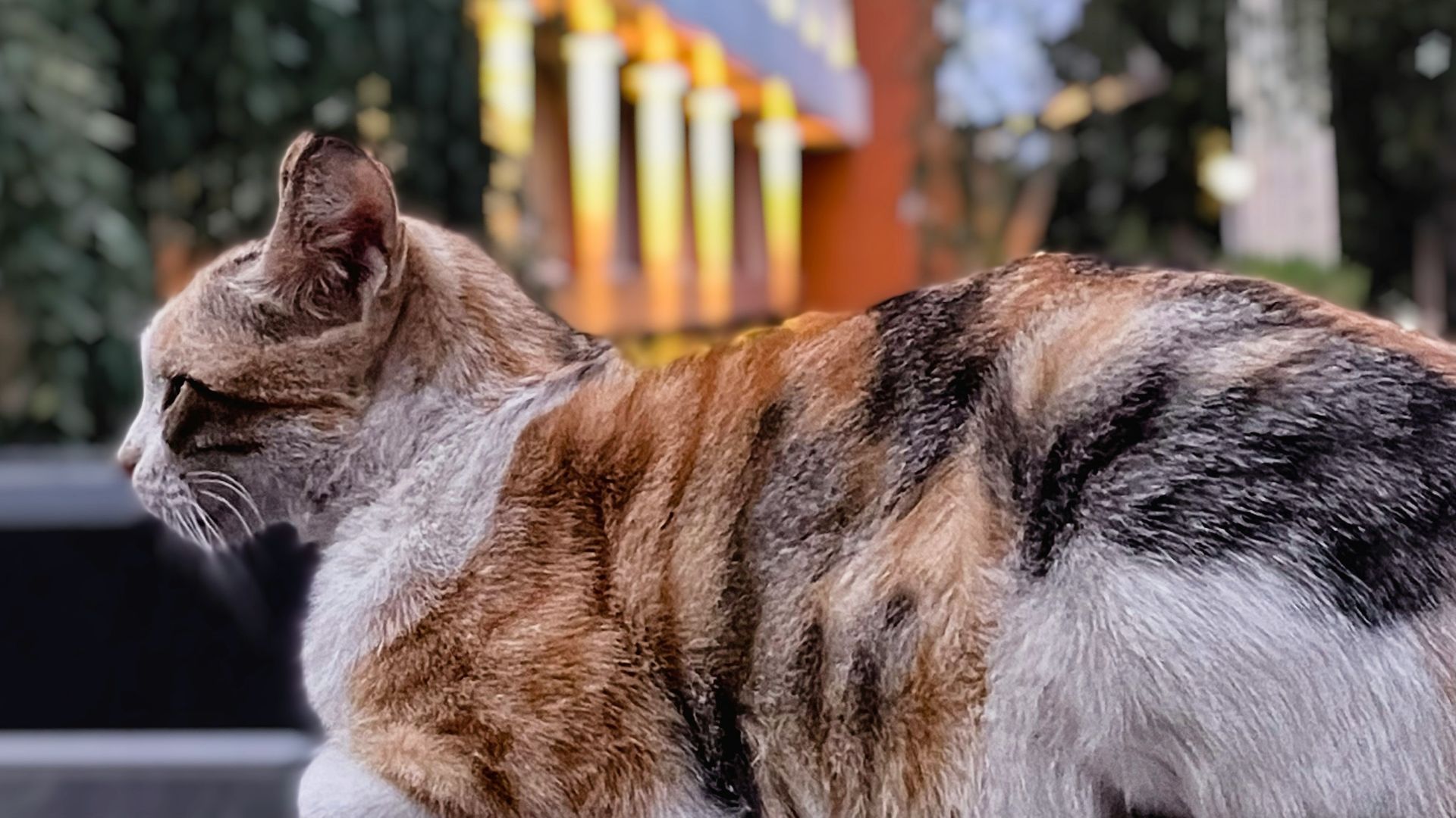 a cat sitting on top of a bench next to a building
