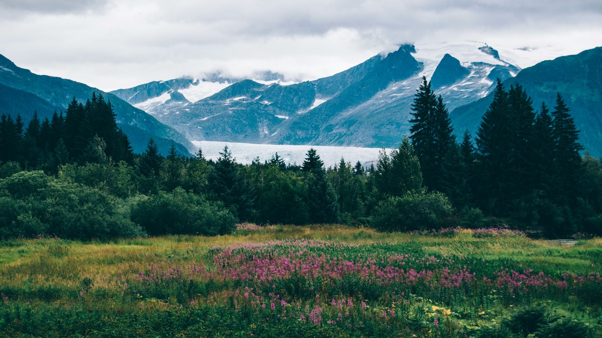 flower field under white sky