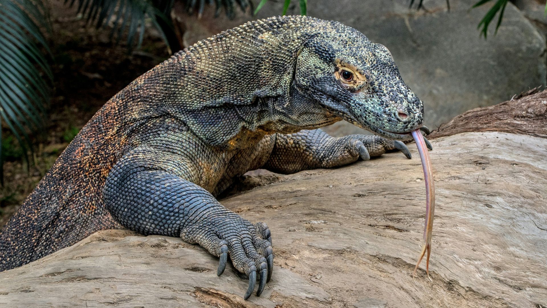 gray kumodo dragon