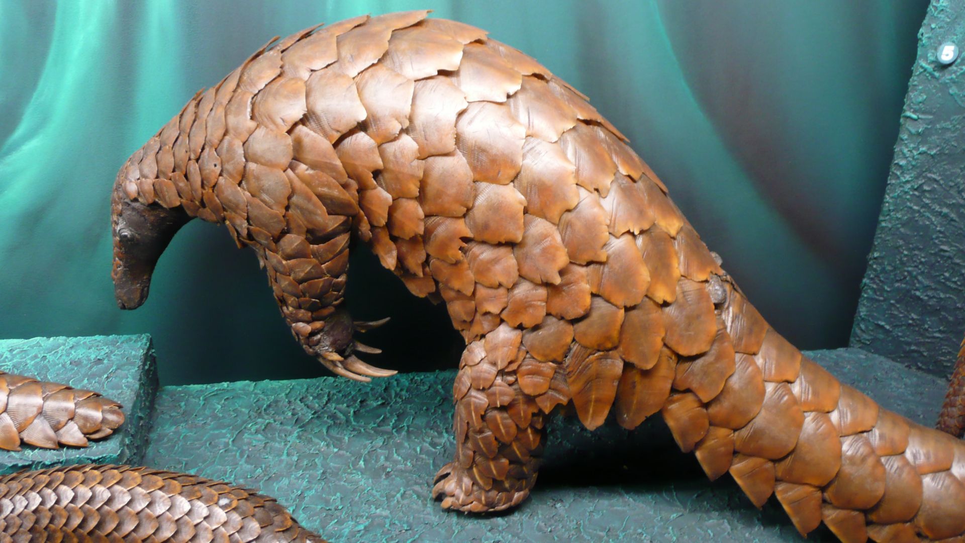 File:Manis gigantea 01 by Line1.JPG