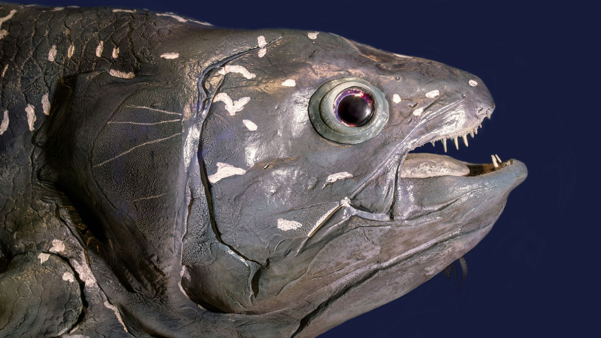 grey fish on blue textile