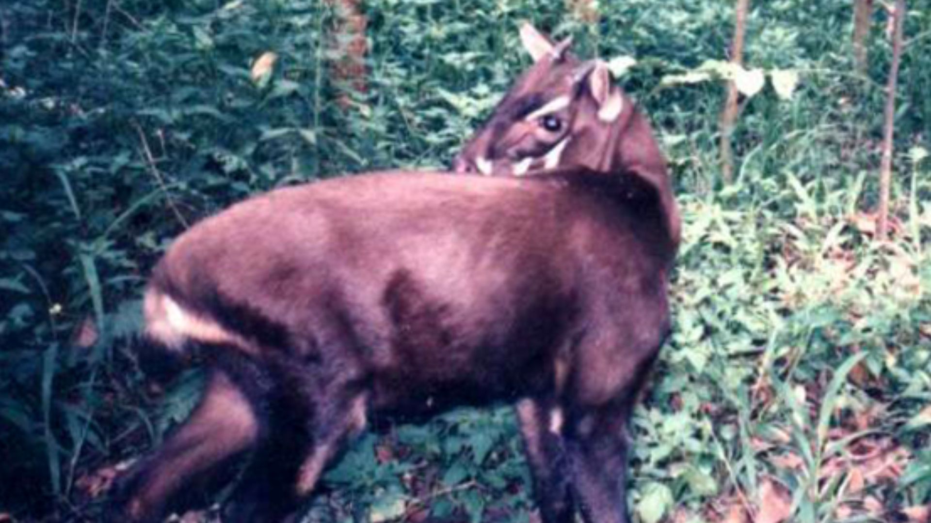 File:Pseudoryx nghetinhensis.PNG