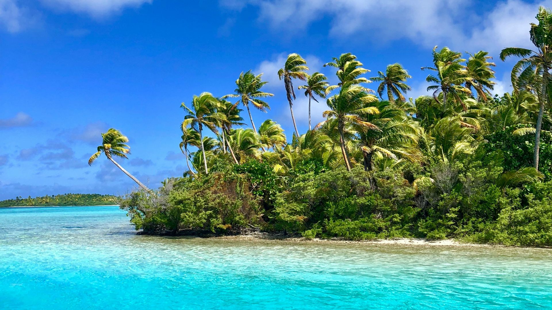 green palm trees on beach under blue sky and white clouds during daytime