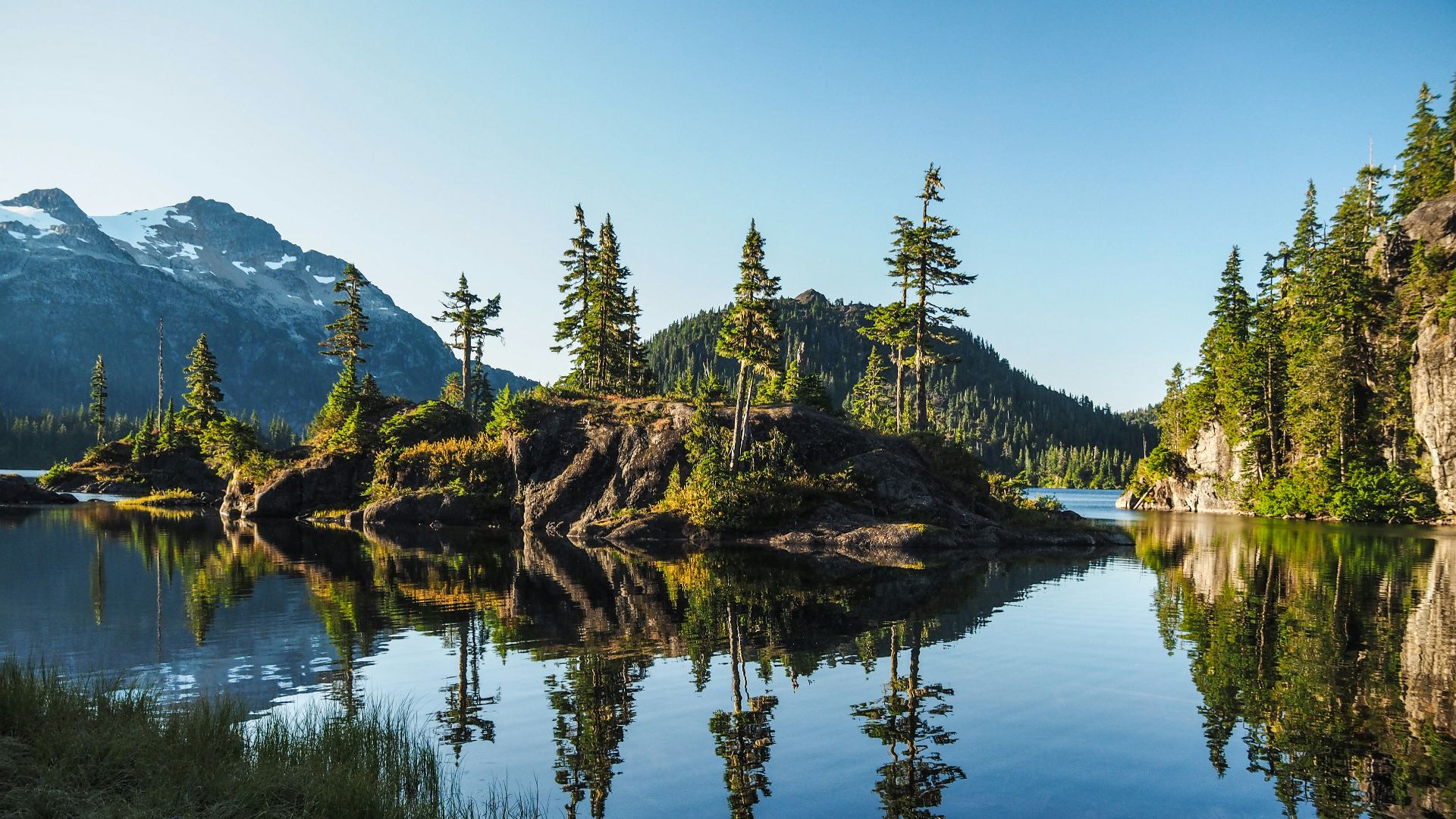 green-leafed trees near body of water during daytime
