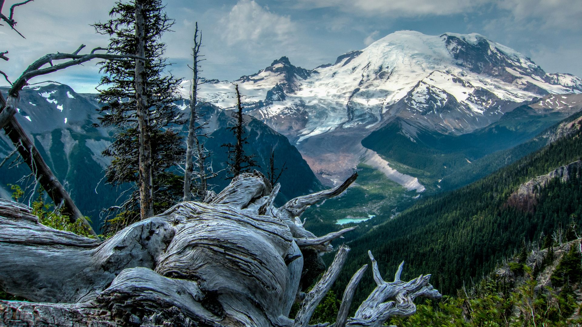 brown log near green grass field