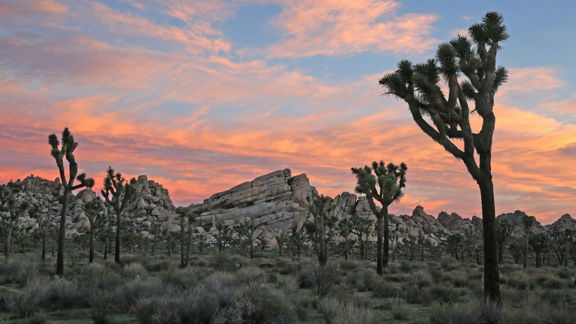 green tree on brown grass field during sunset