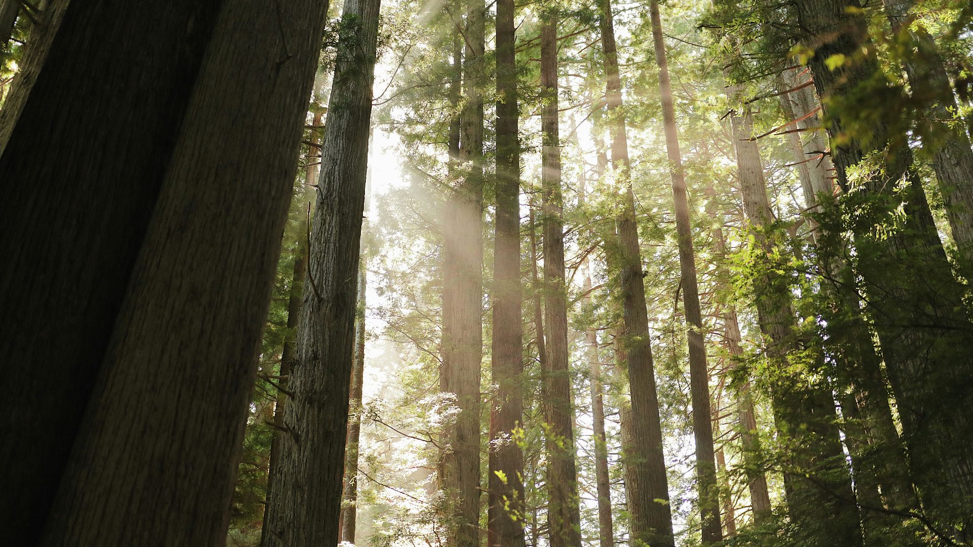 The sun shines through the tall trees in the forest