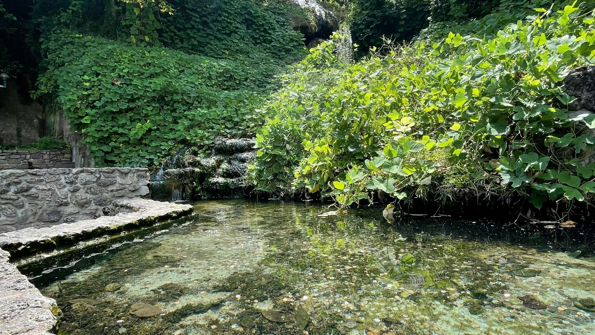 a river running through a lush green forest
