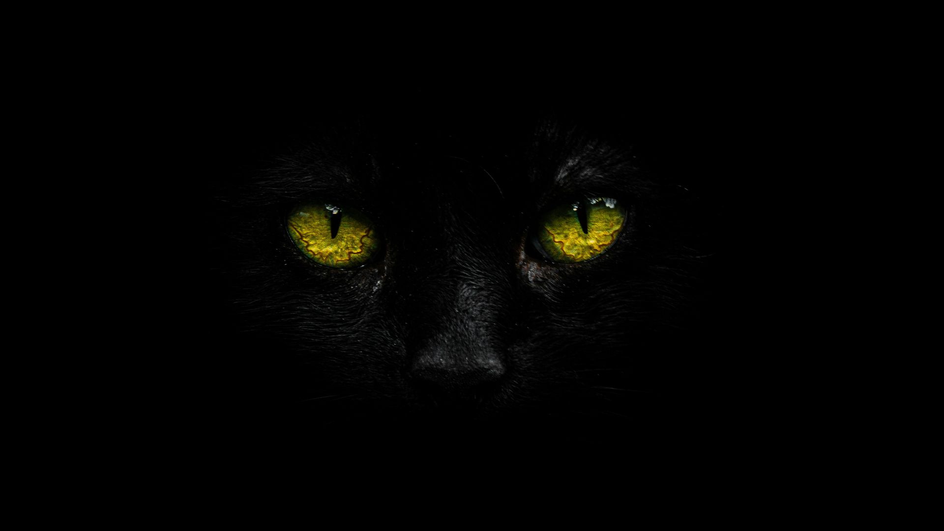 black cat in close up photography