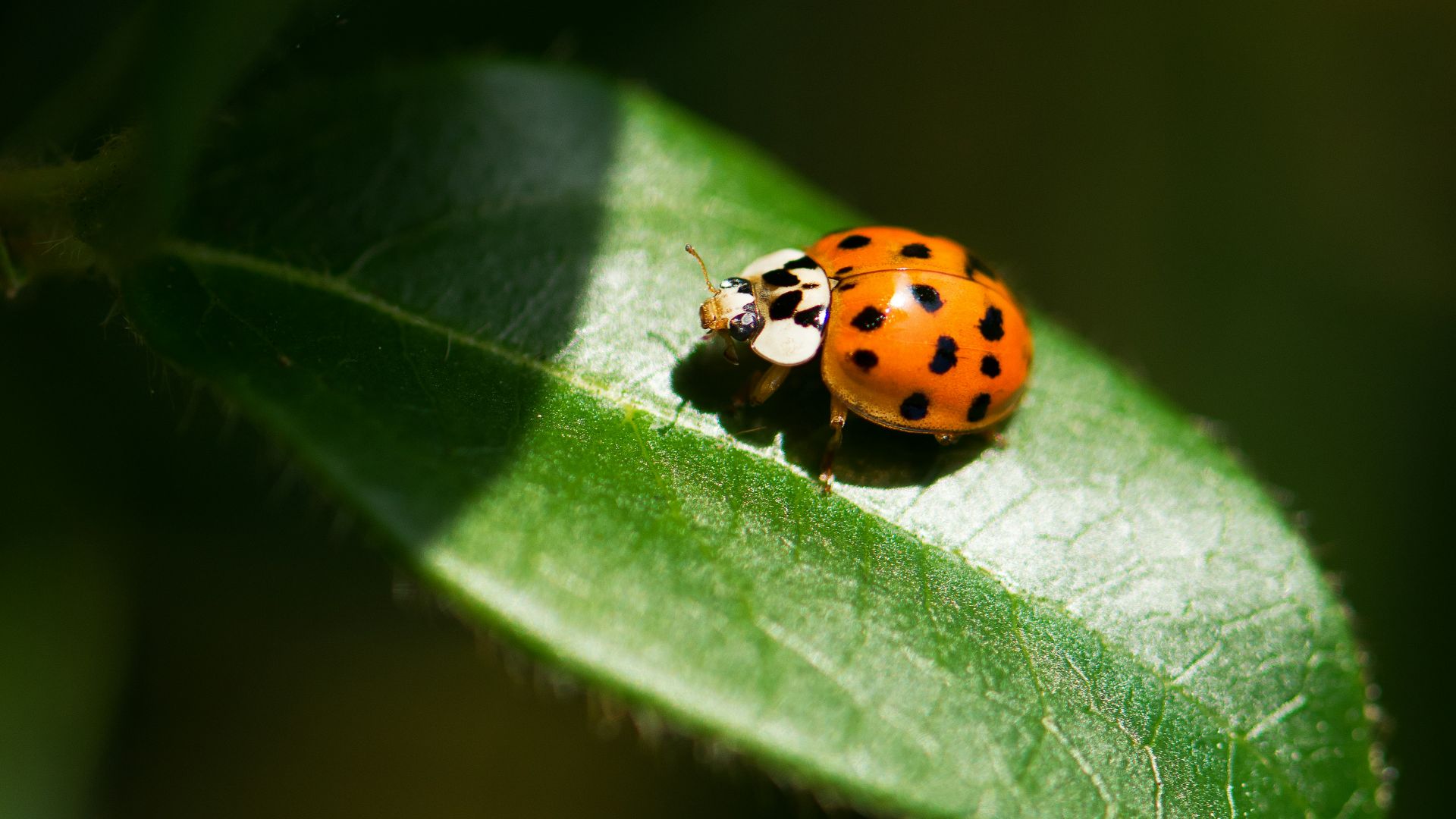 closeup photography of ladybug on leaf