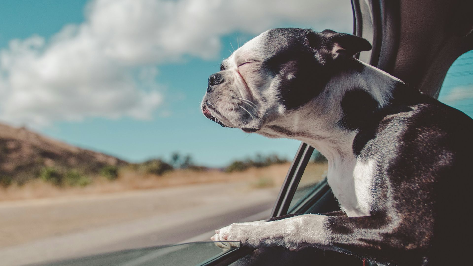Boston Terrier inside a vehicle