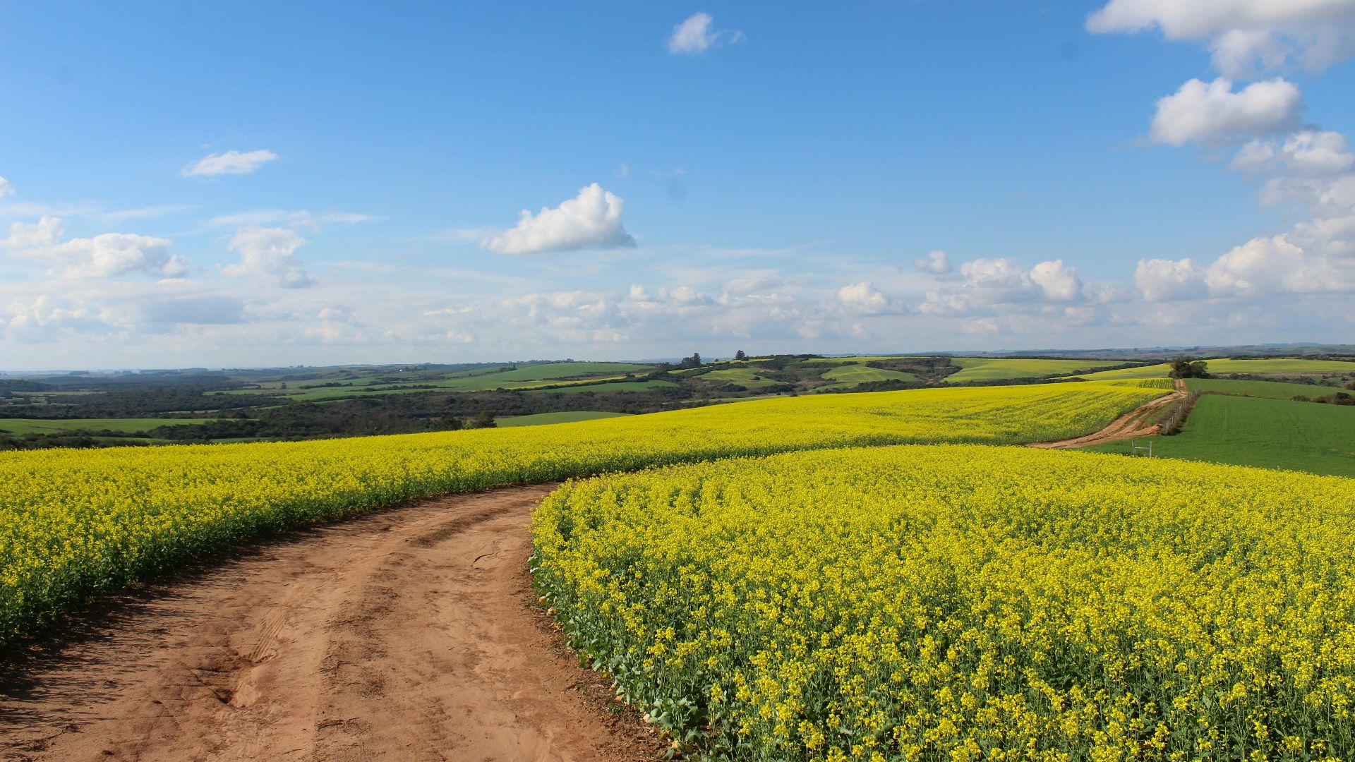pathway between yellow flower field
