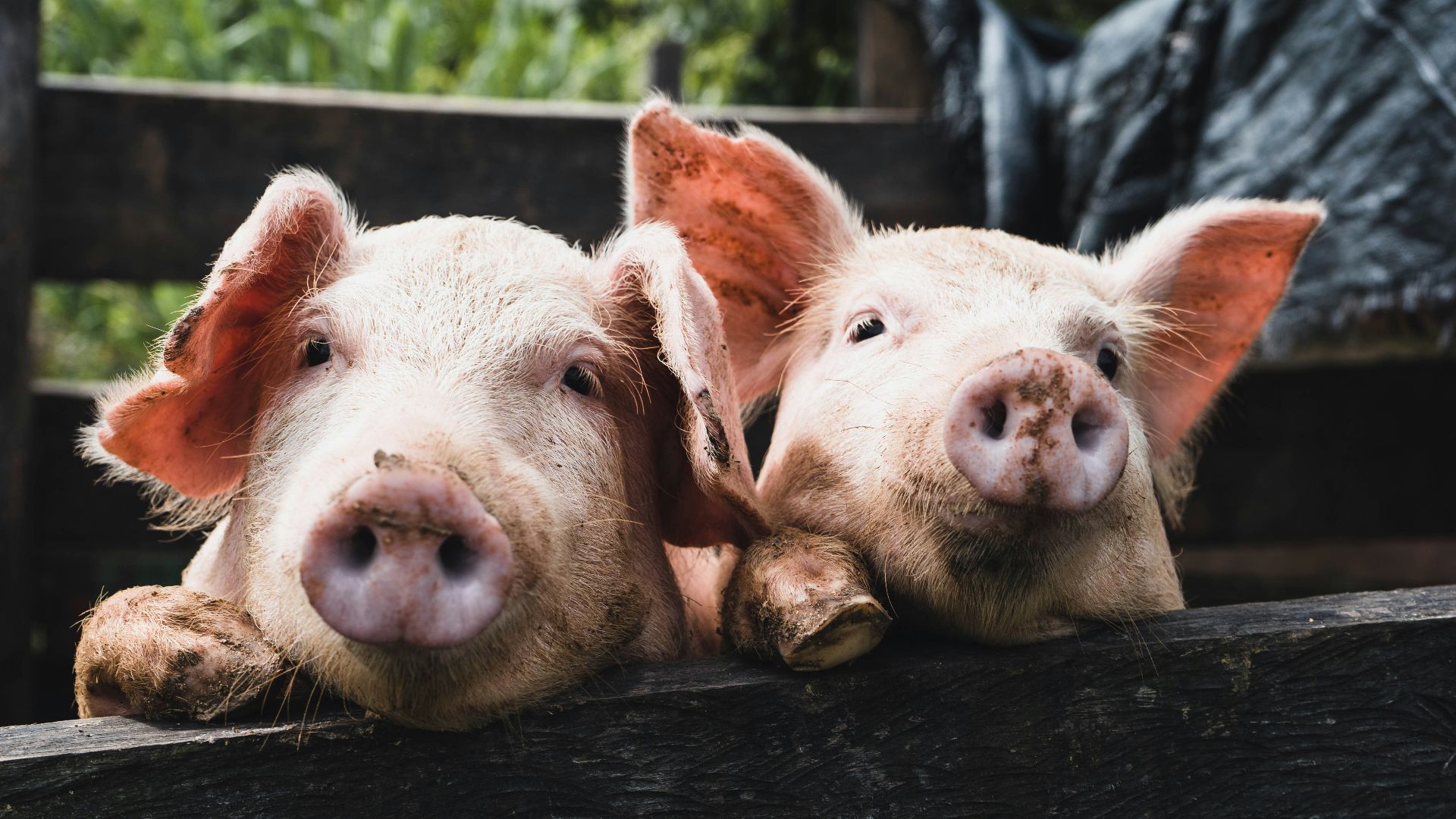 a couple of pigs that are laying down