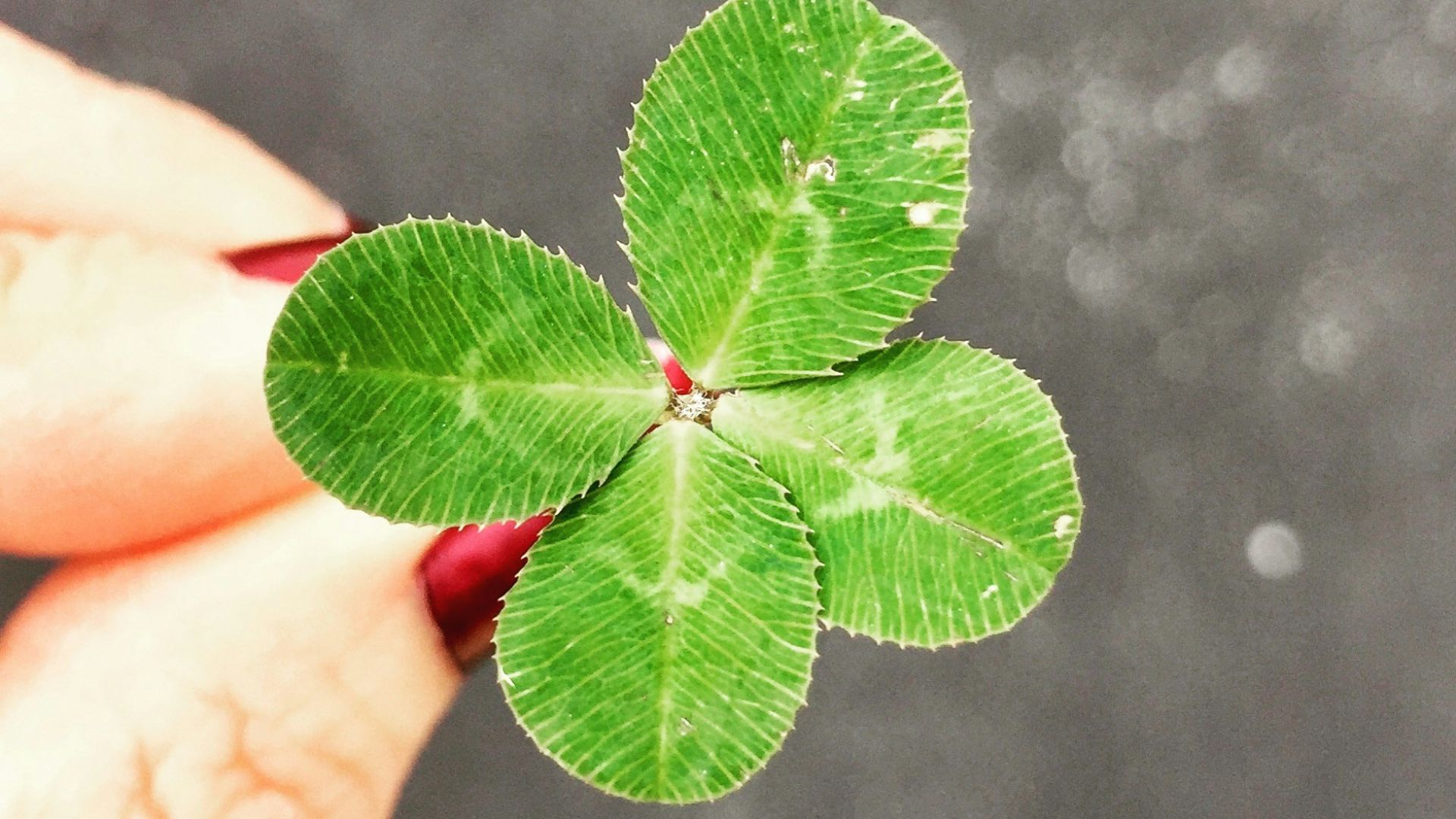close-up photography of person holding green leaf plant