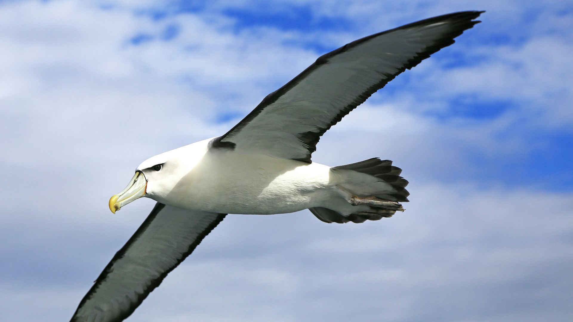 white and black bird flying under blue sky during daytime