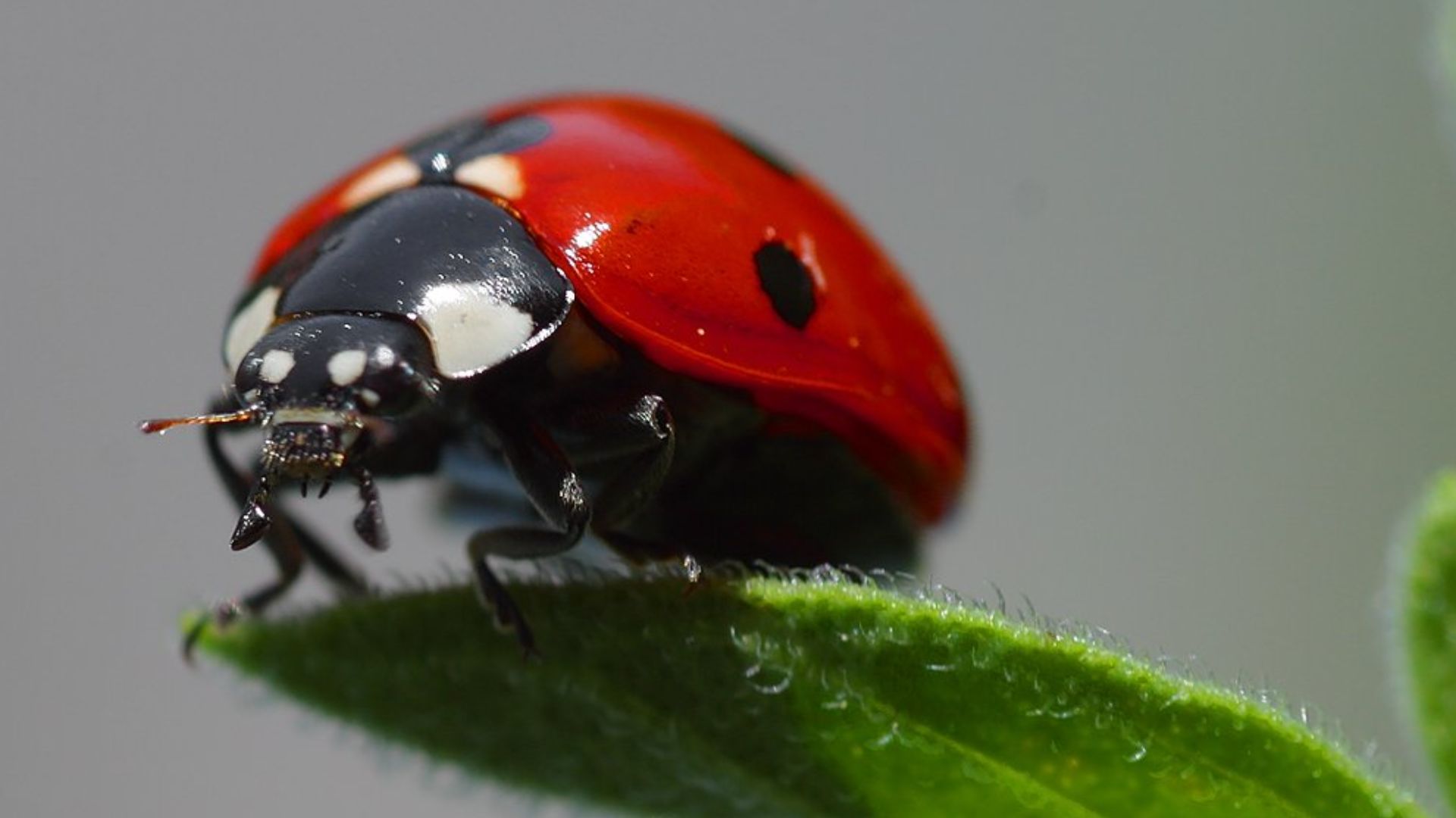 File:Ladybird.jpg