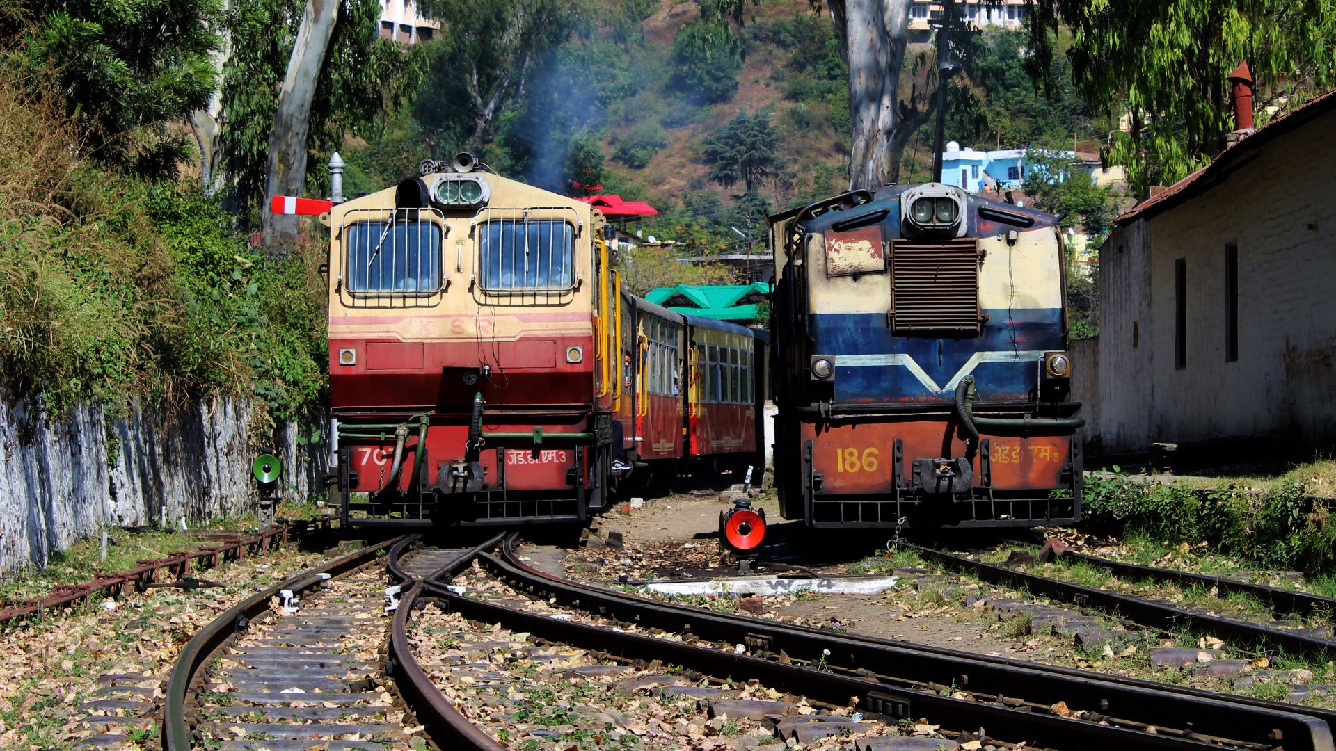 File:Himalayan Queen (22793778571).jpg