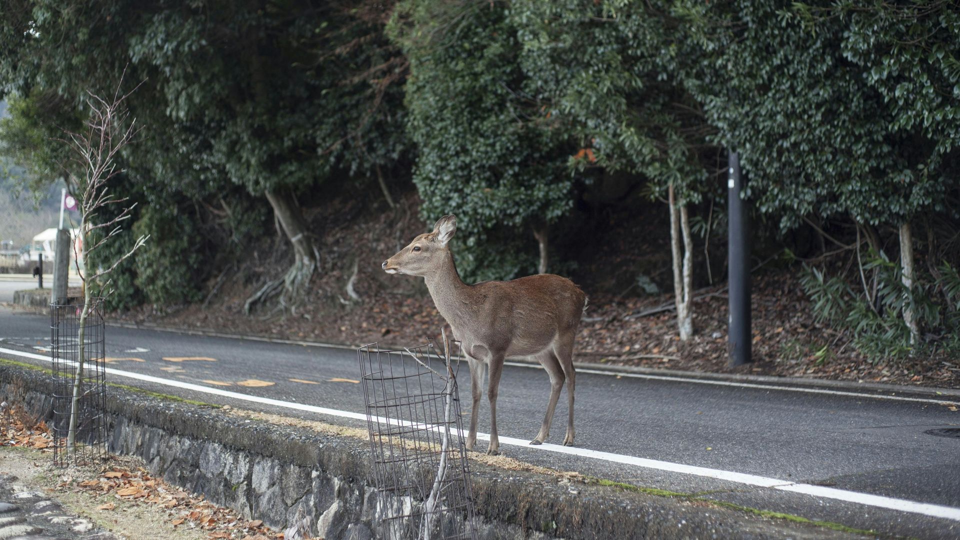brown deer on gray asphalt road during daytime