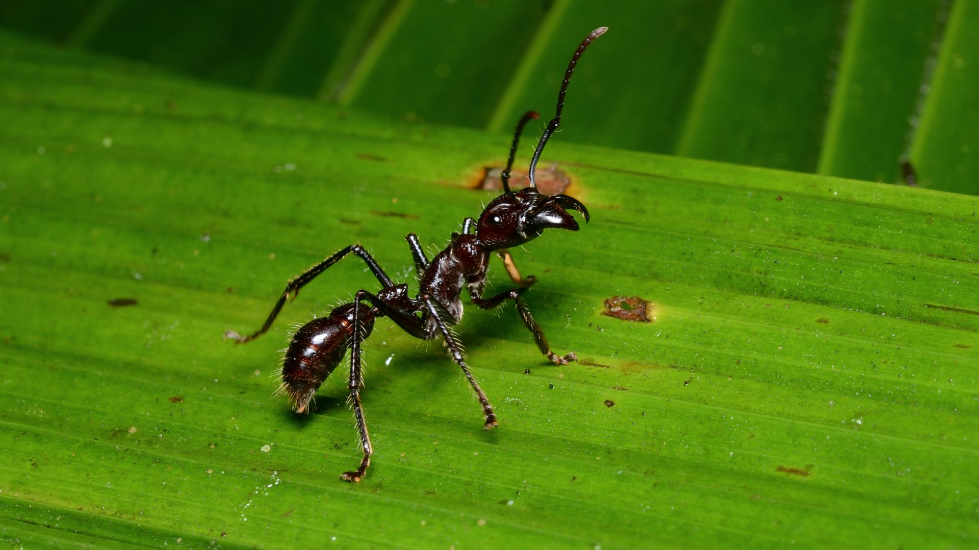 File:Paraponera clavata in La Selva.jpg