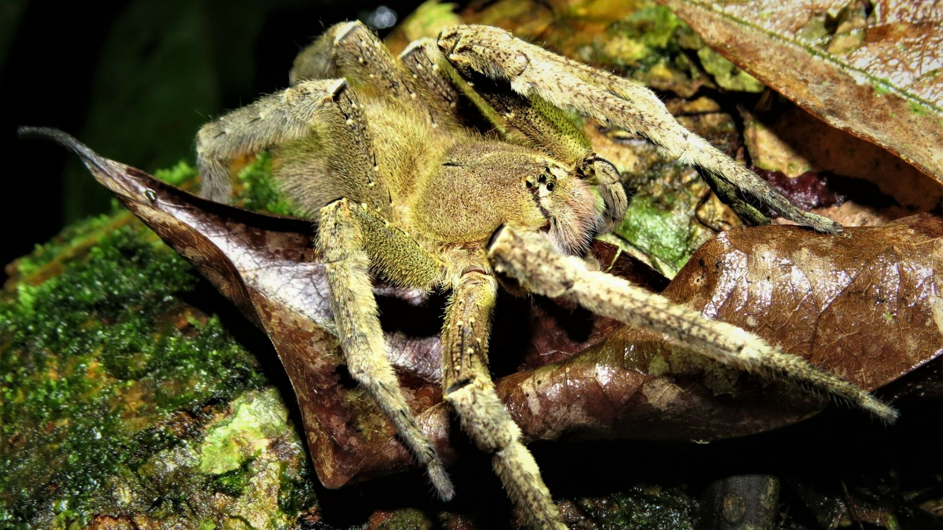 File:Phoneutria fera 352163667.jpg