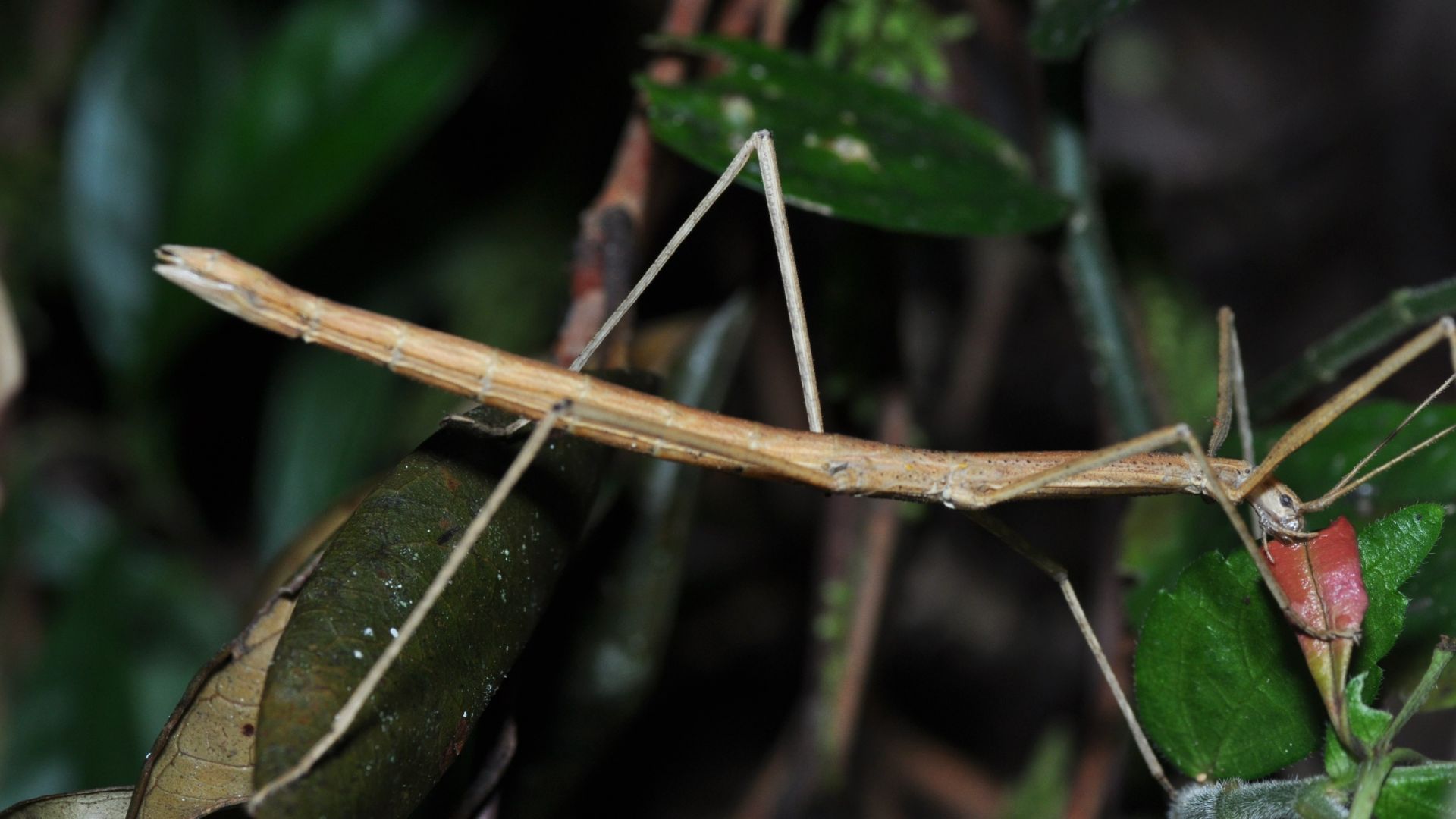 File:Phasmatodea (36903211100).jpg