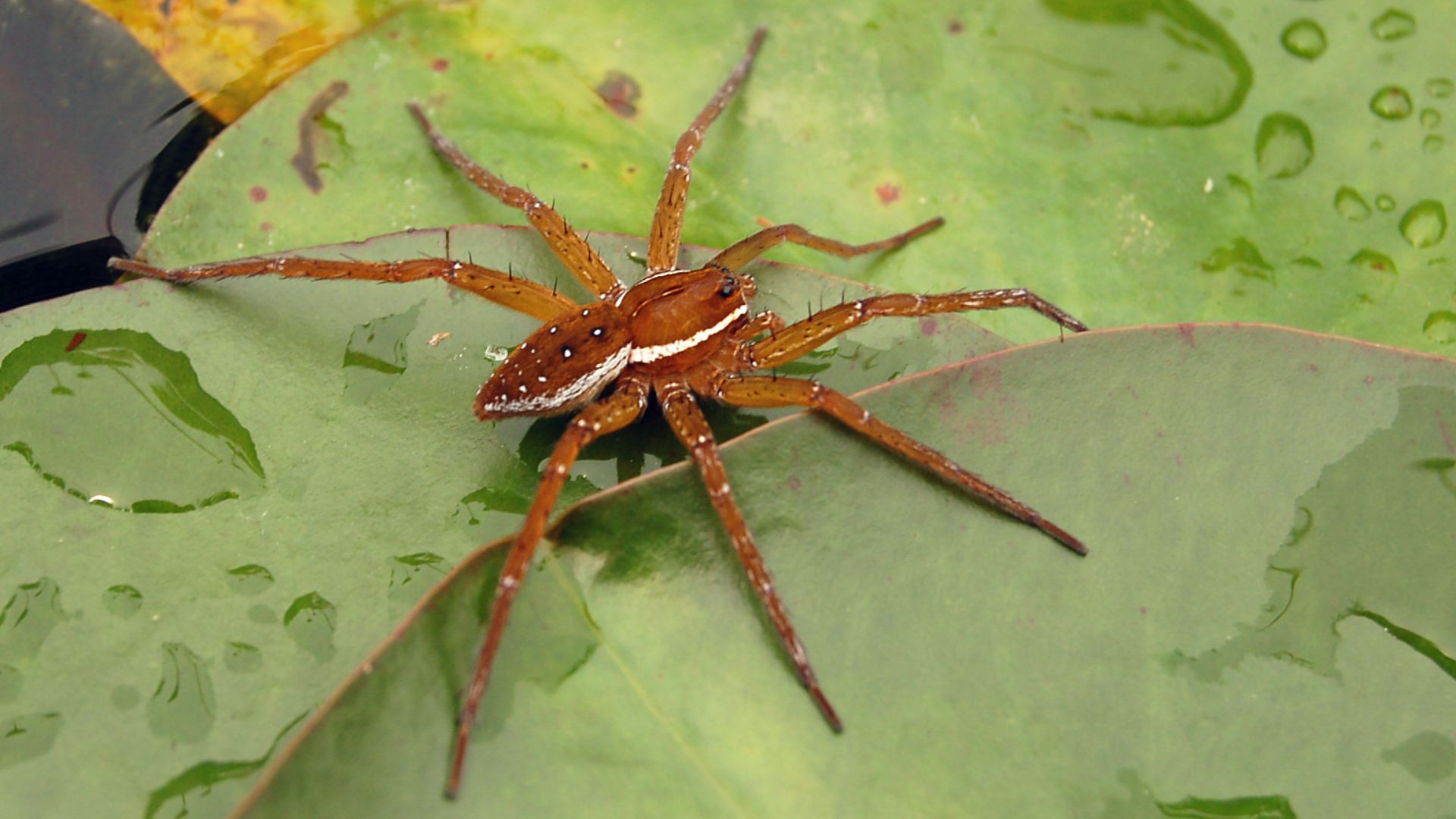 File:Six-spotted Fishing Spider Dolomedes triton 1733px.jpg