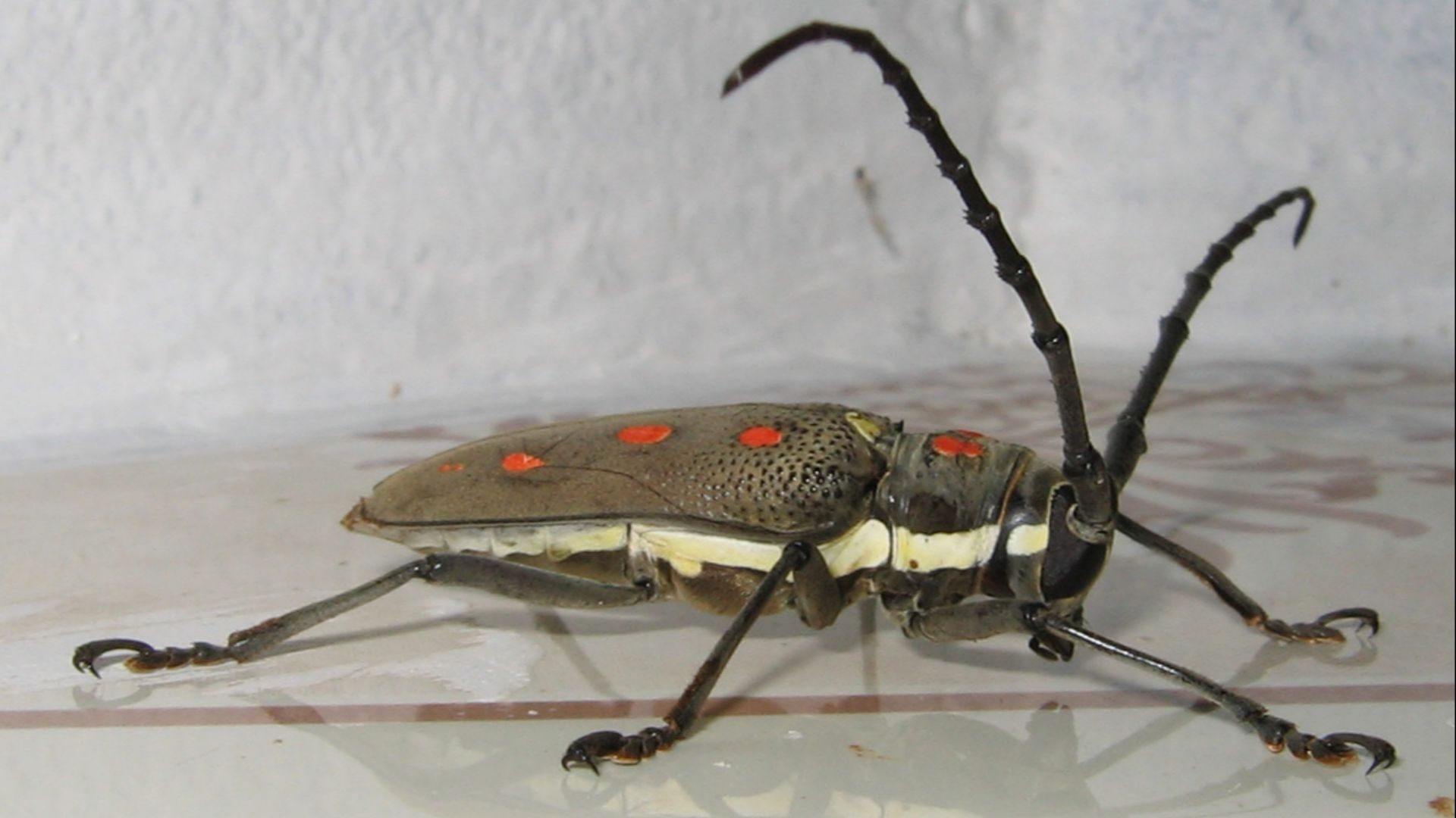 File:Batocera rufomaculata 10.jpg