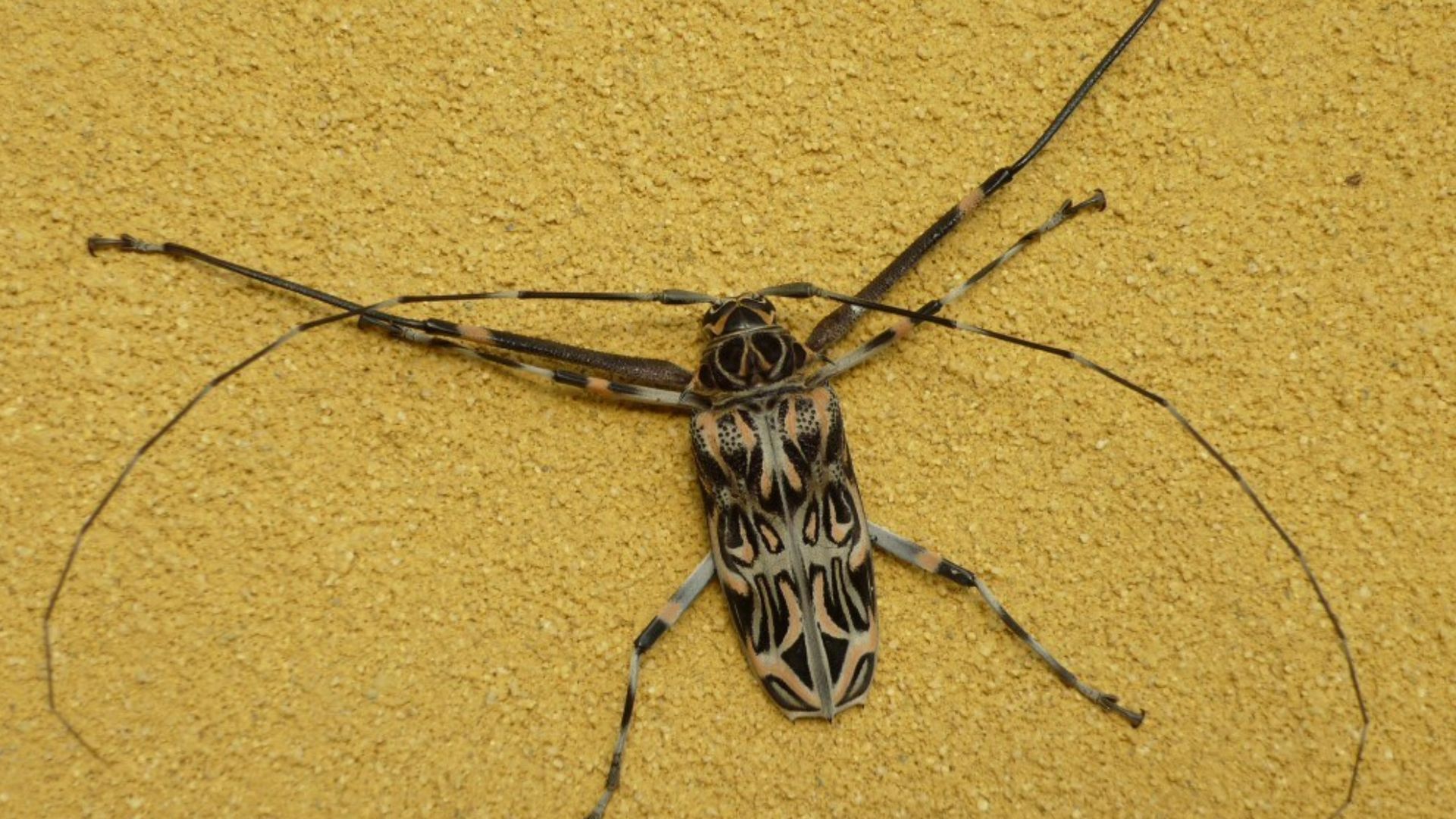 File:Acrocinus longimanus 2.jpg