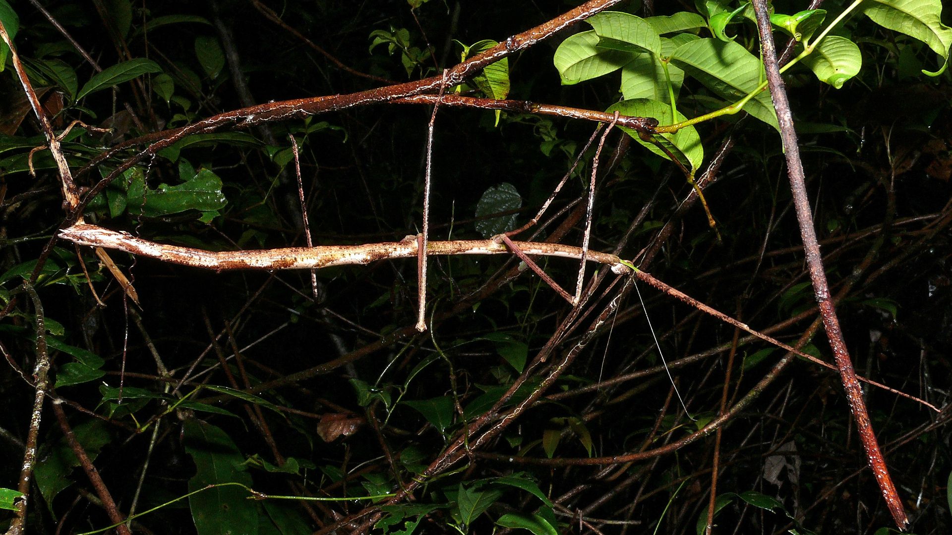 File:Giant Stick Insect (Phobaeticus kirbyi) (8419620988).jpg