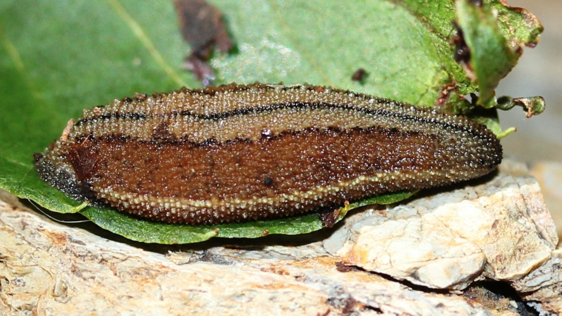 File:Haemadipsa zeylanica japonica 0s1.JPG