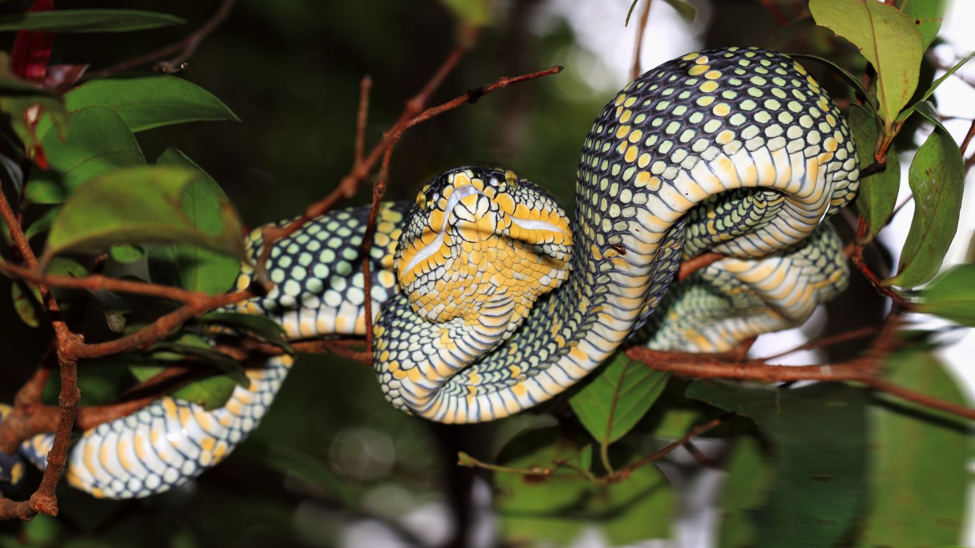 File:Wagler's pit viper (5085453504).jpg