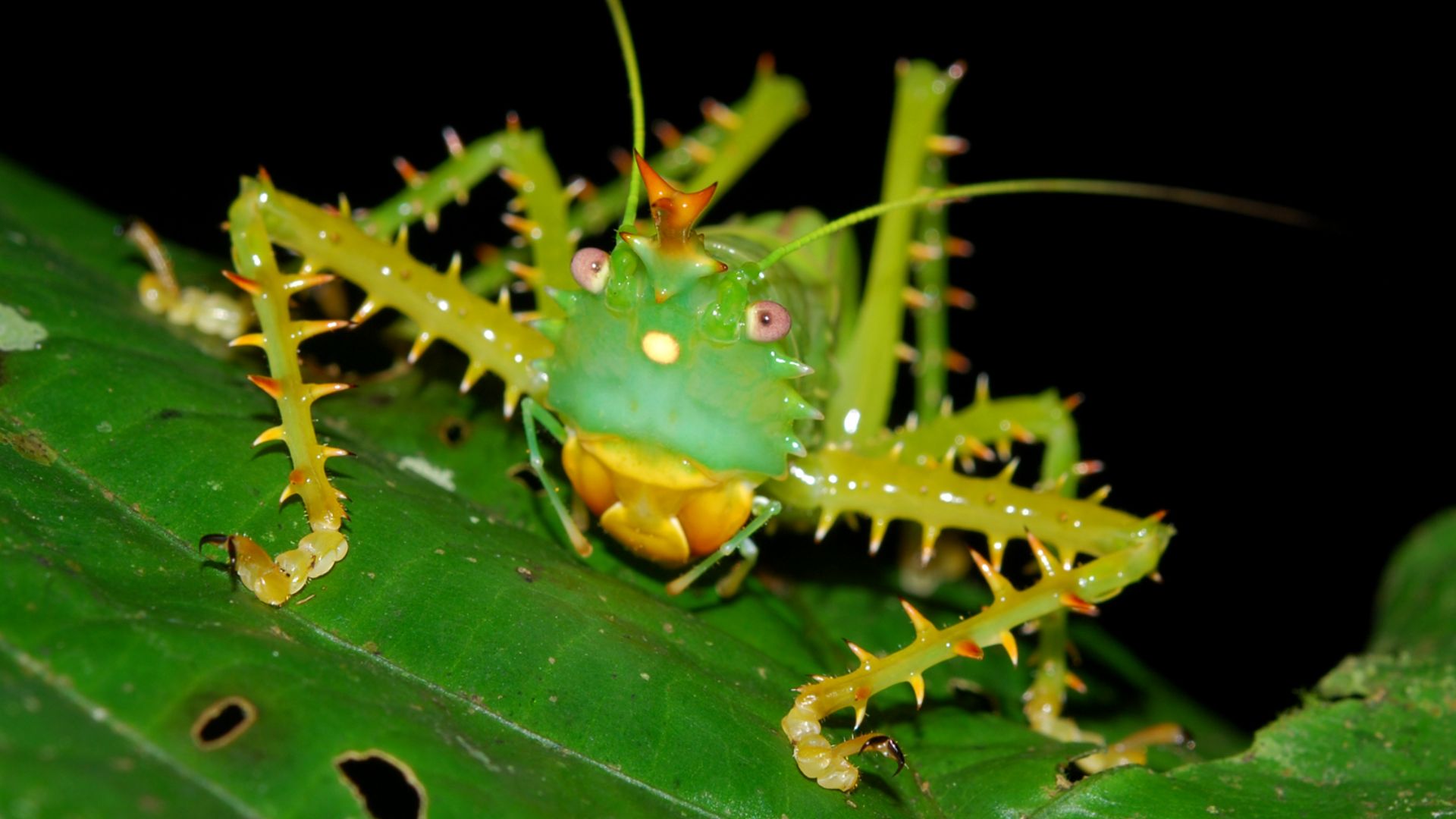 File:Panacanthus cuspidatus - Yaupi, Morona-Santiago Province - Ecuador.jpg