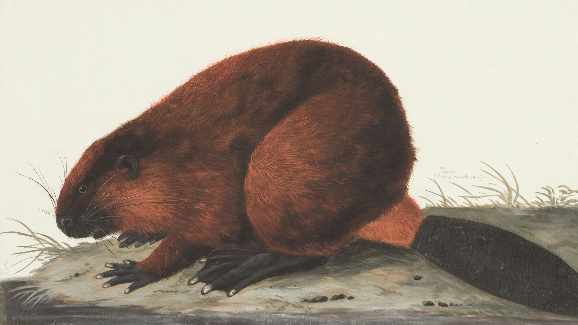 brown beaver