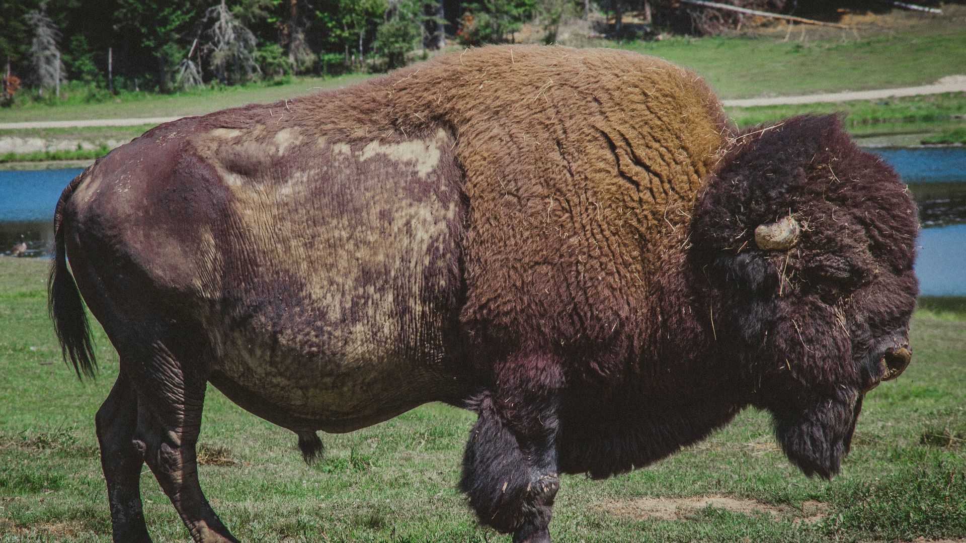 selective focus photography of brown bull during daytime