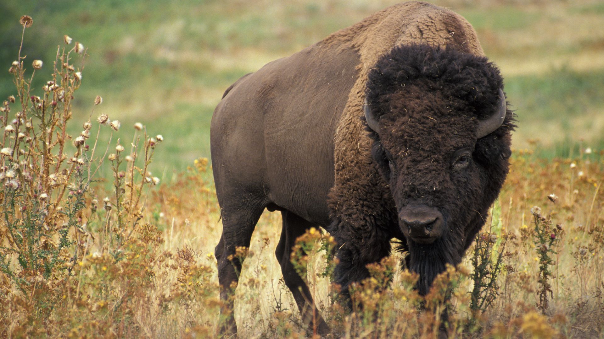 File:American bison k5680-1.jpg - Wikipedia