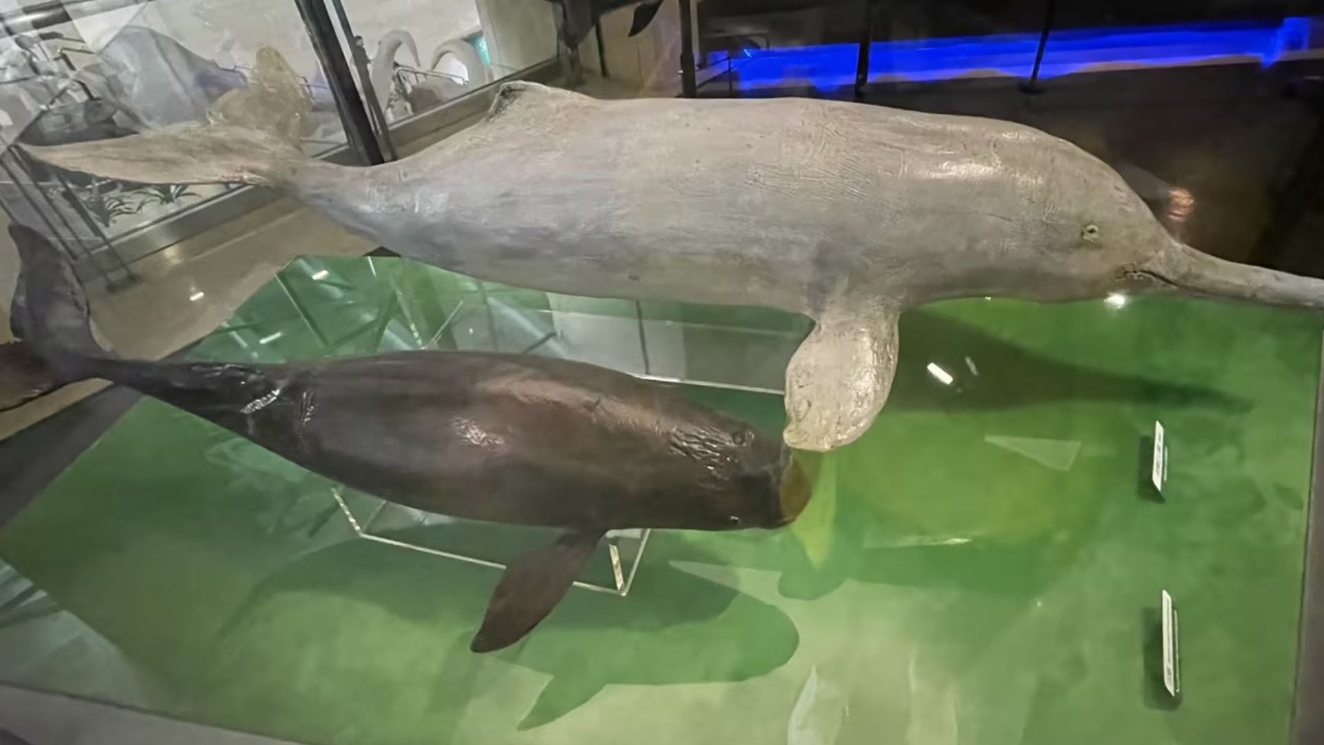 File:Yangtze river dolphin (or Baiji) (lipotes vexillifer ...
