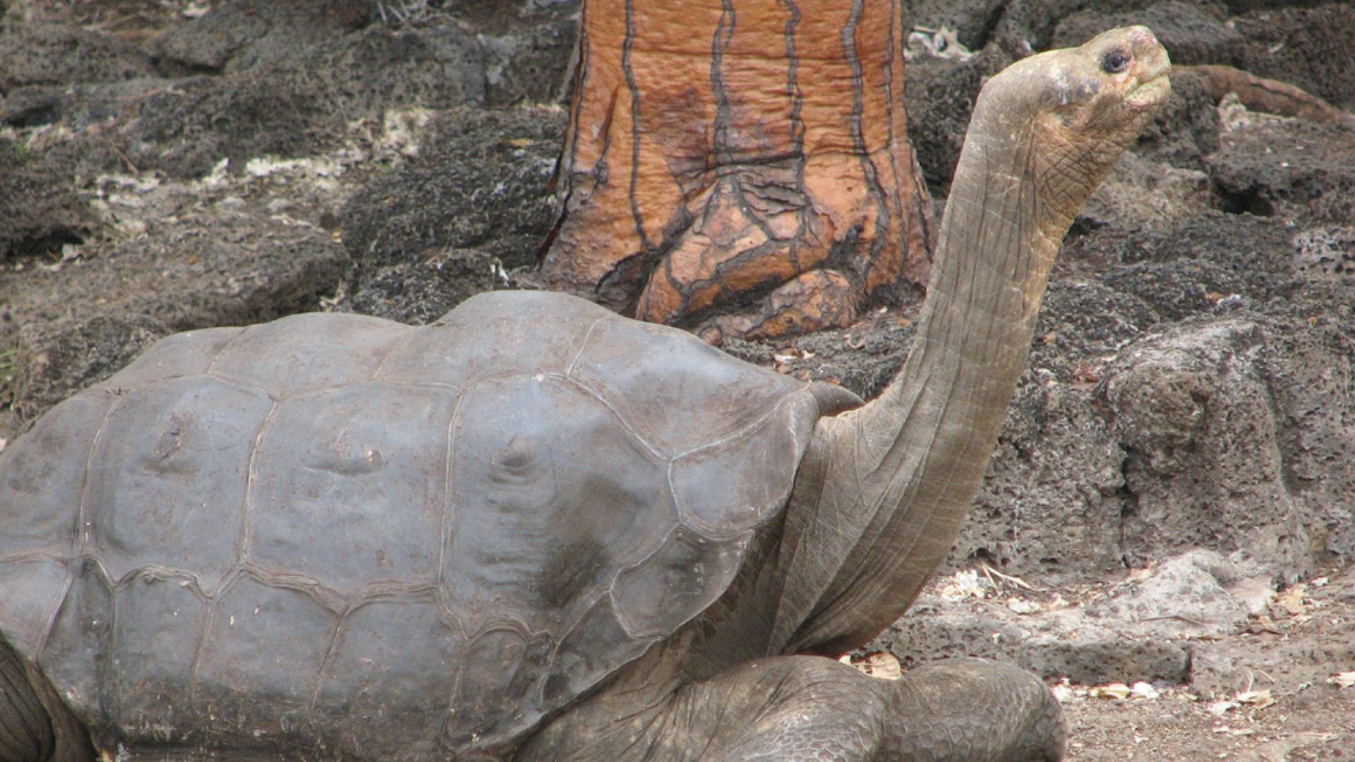 File:Lonesome George in profile.png - Wikipedia