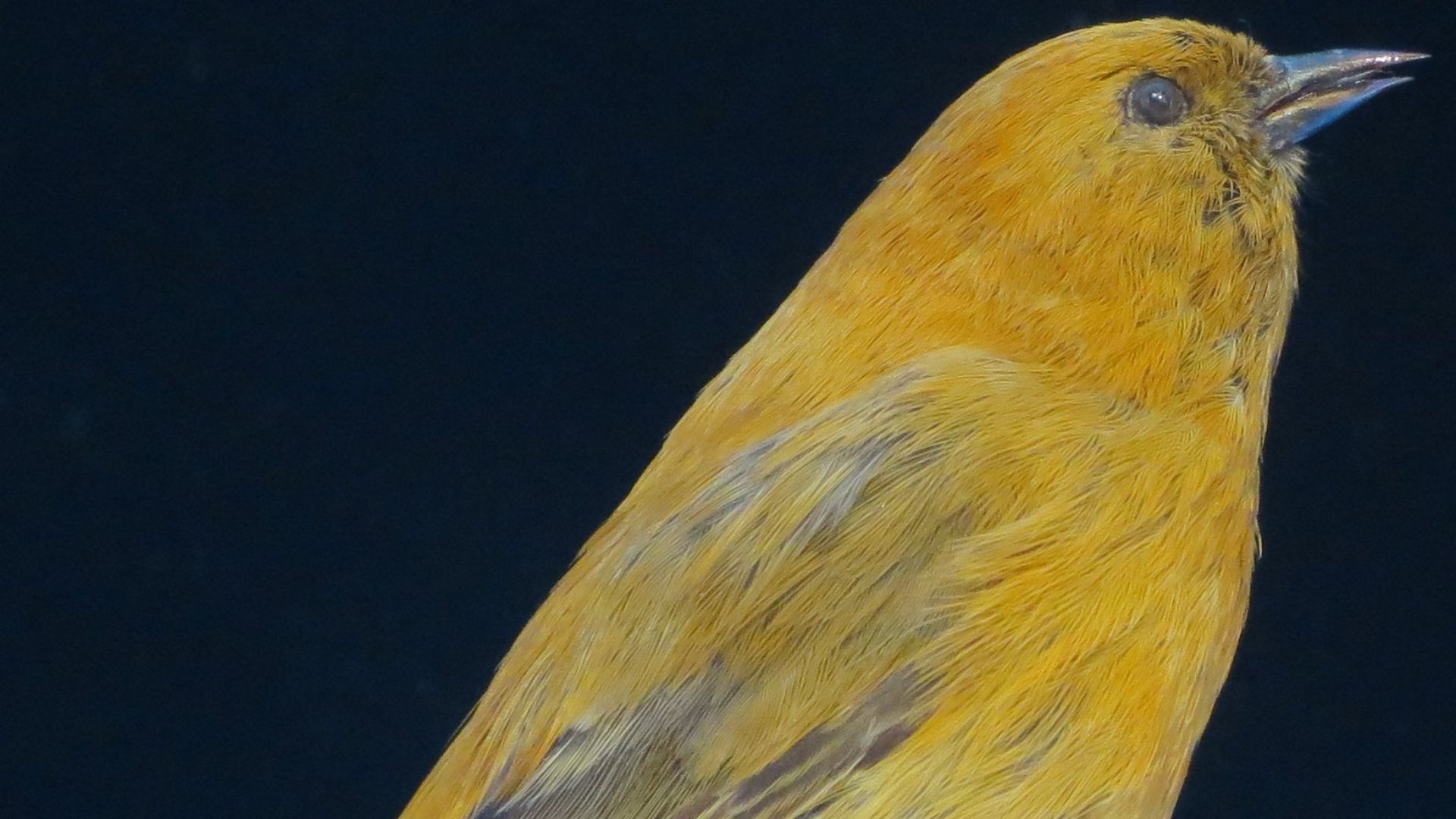 File:Loxops ochracea Roths, male (Maui 'akepa), Bishop Museum ...