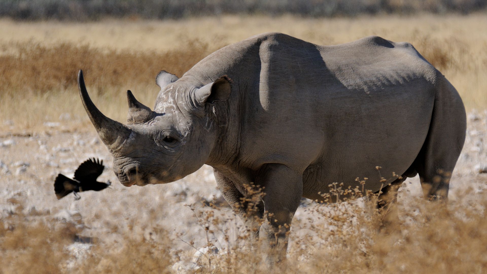 File:Schwarzes Nashorn-01.jpg - Wikimedia Commons