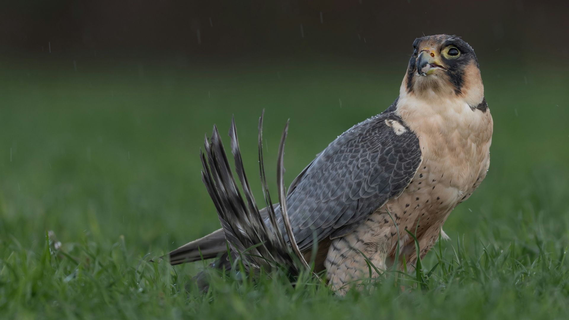 brown and white bird on green grass during daytime