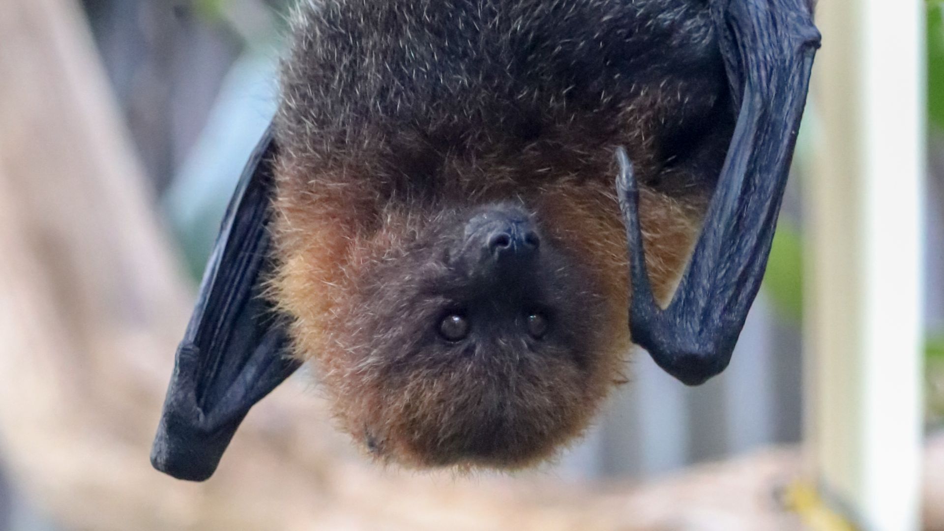 File:Pteropus rodricensis.jpg - Wikimedia Commons